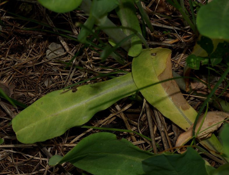 Cerinthe alpina (=C.glabra) / Erba vajola alpina